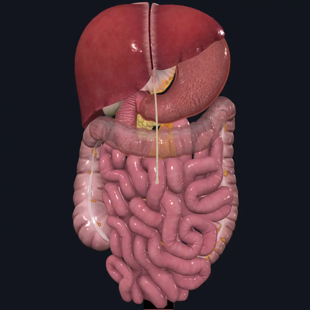 Le système digestif en représentation anatomique 3D
